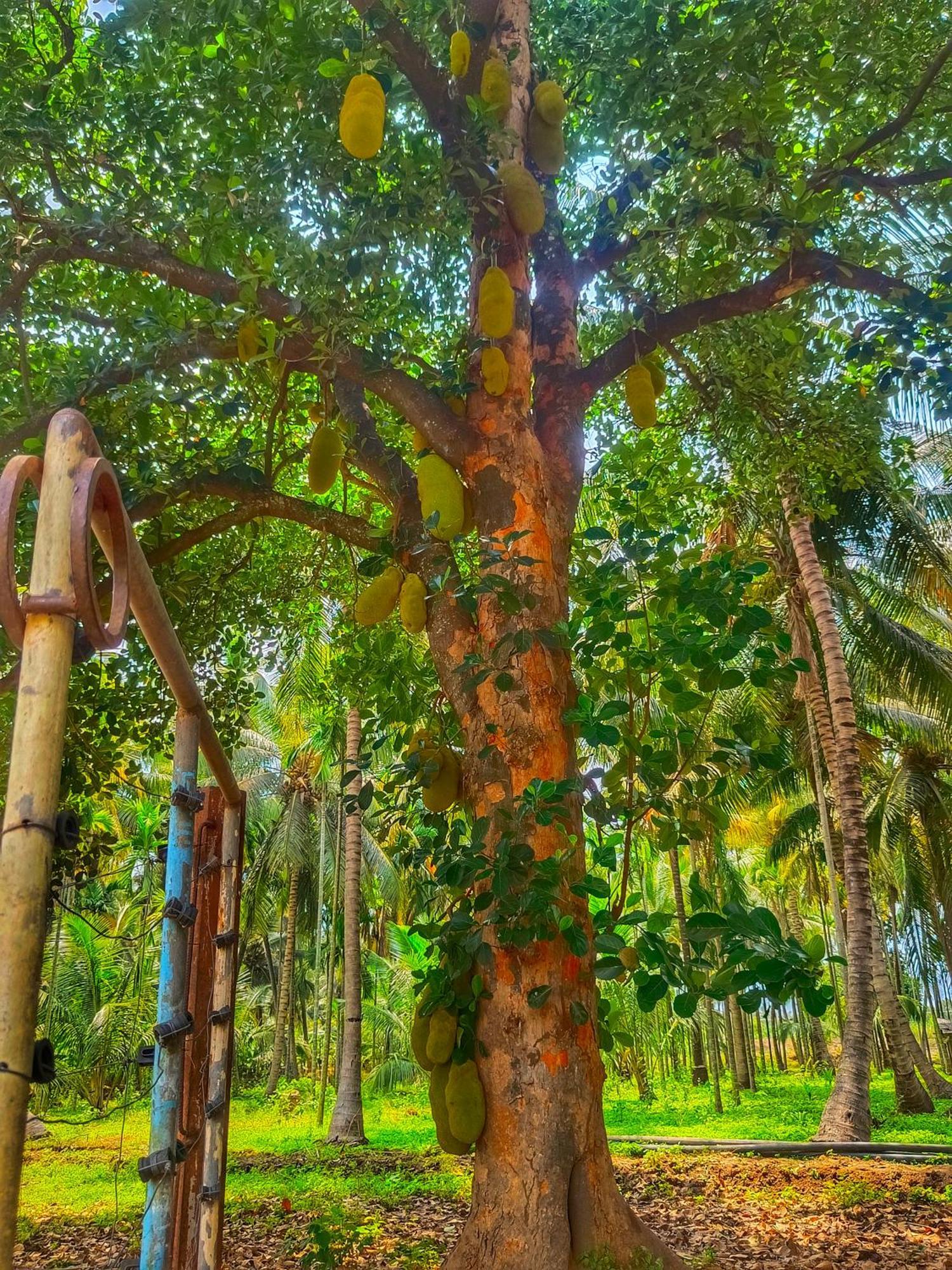 Shivalaya Farmstay Located Amdist Coconut Farm With River Access Near Isha,Adiyogi,Siruvani Alandurai Bagian luar foto